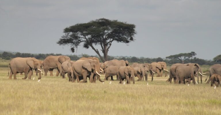 Enigmatic Elephants of Amboseli