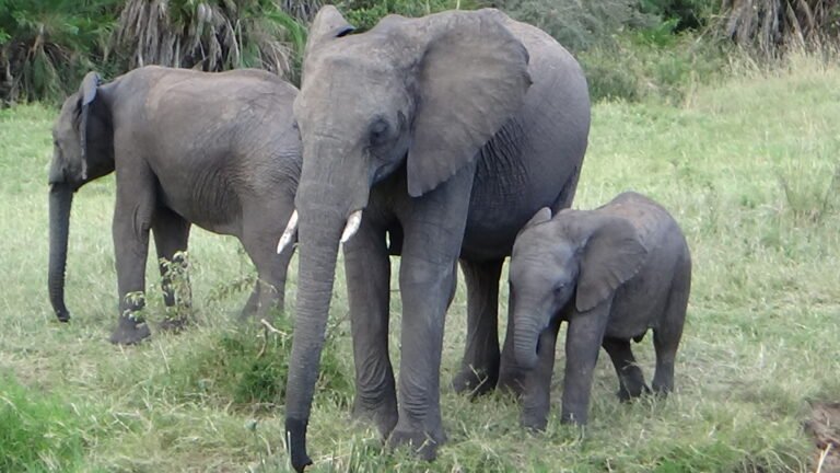 Enigmatic Elephants:                                           Lessons from Gentle Giants