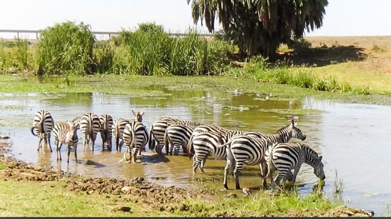 The Case of Confusing Stripes – Zebras in their Pursuit of Survival