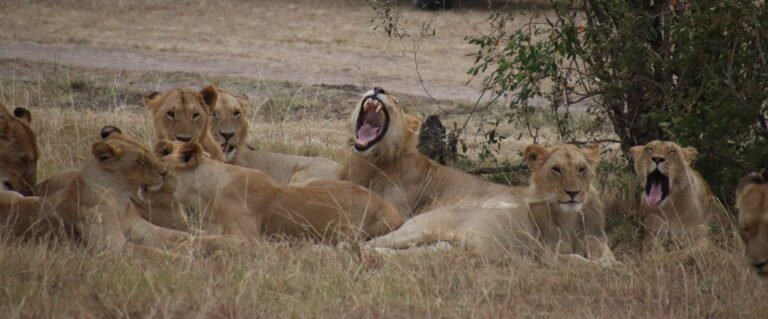 When a Pride of Girls Walks the Ramp