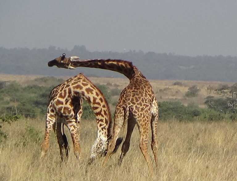 Gentle Giraffes…Dance of Dominance