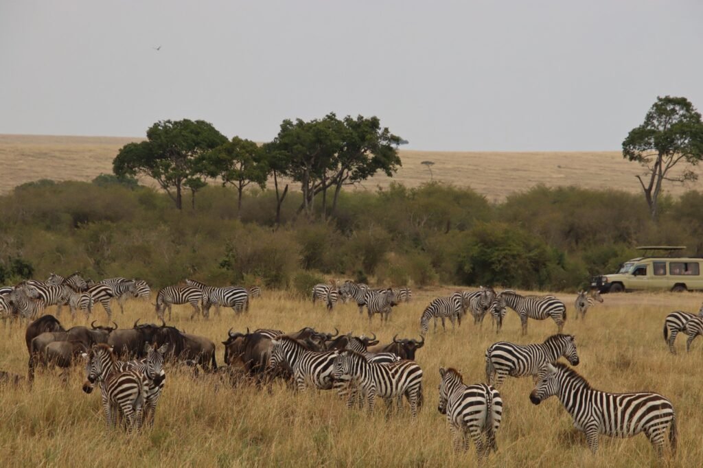 Colours of Masai Mara - Musings of a Bedouin Mind