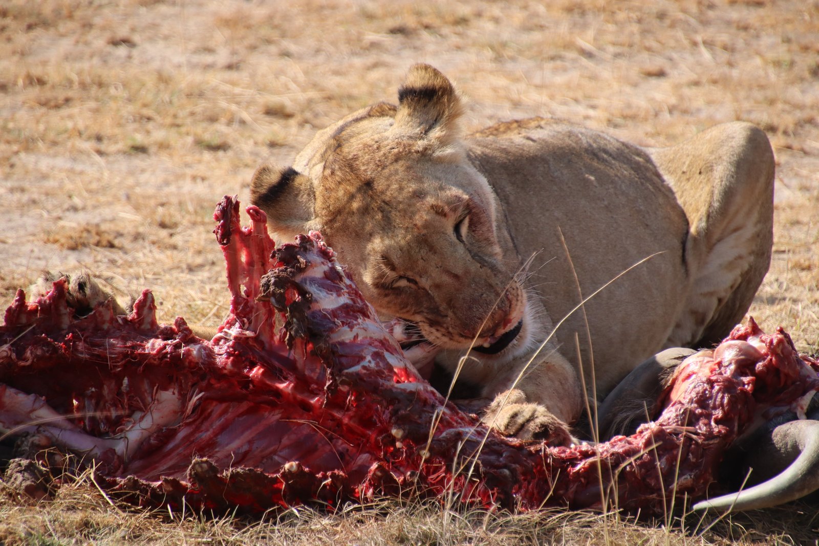 A Hearty Meal in the Savannah