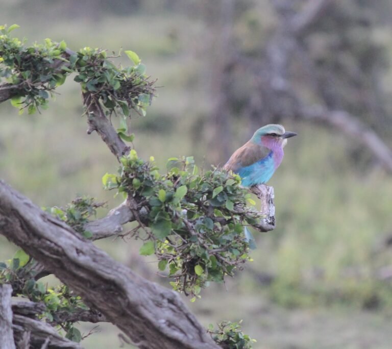Bounty of Birds in the Mara