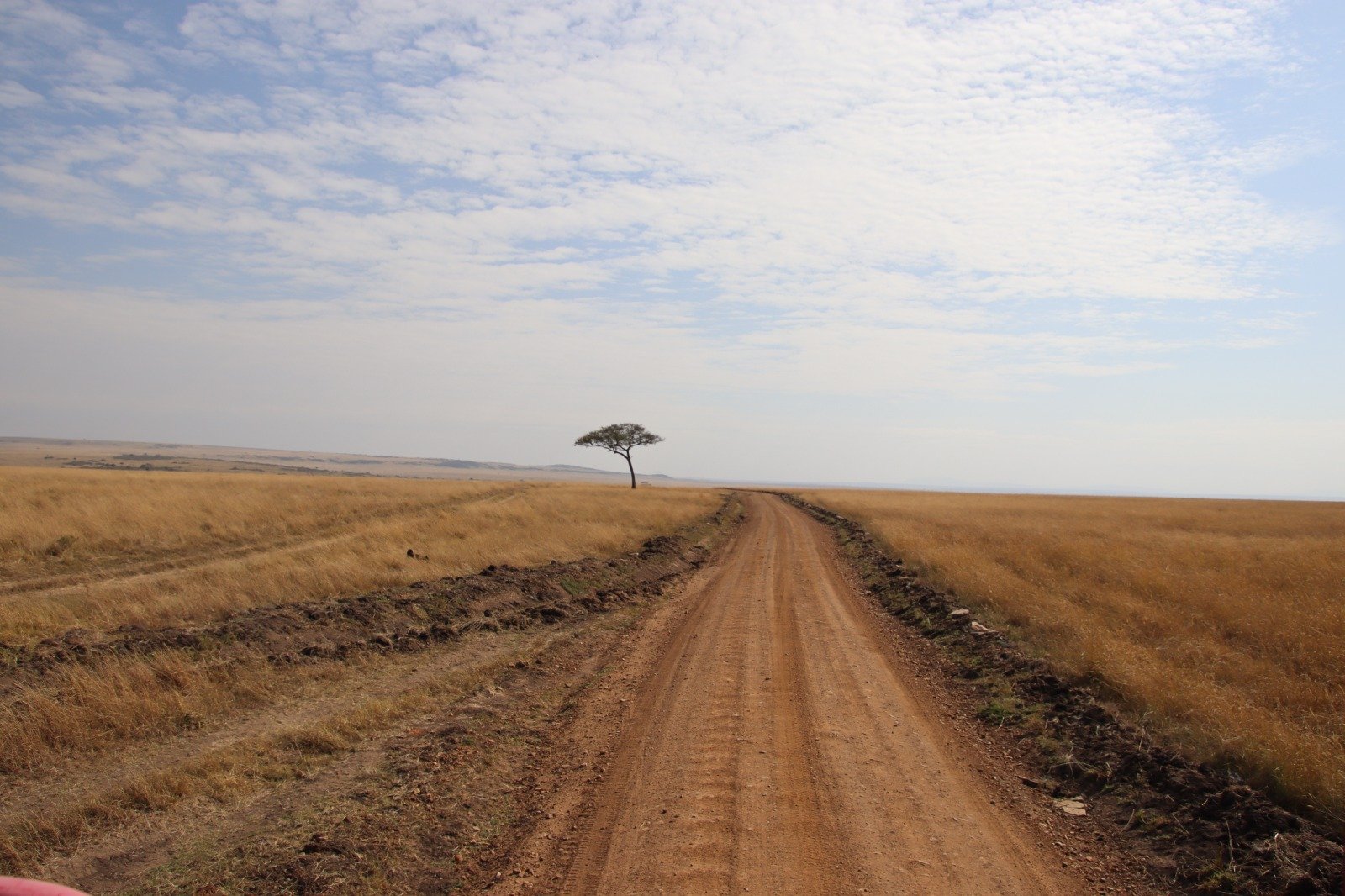Colours of the Masai Mara