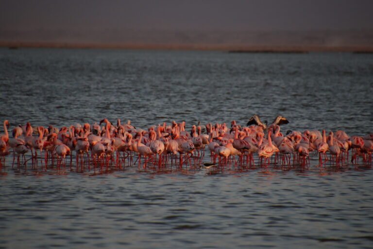 A Tale of Pretty Pink against Grey