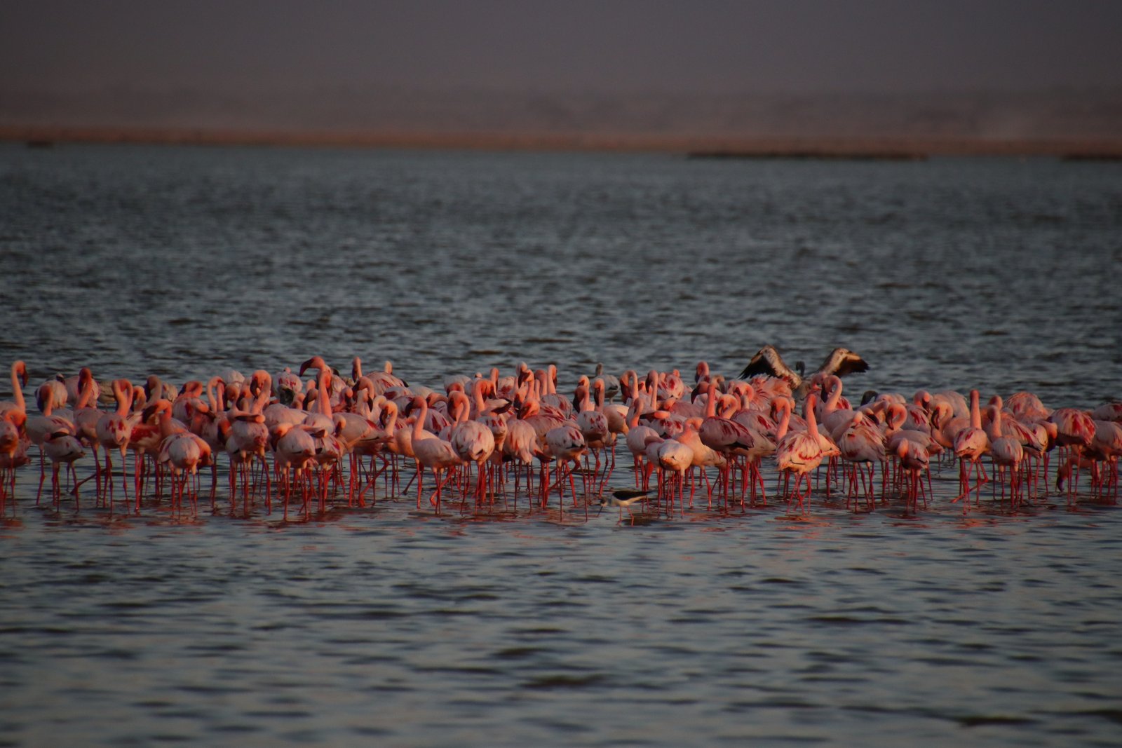 A Tale of Pretty Pink against Grey