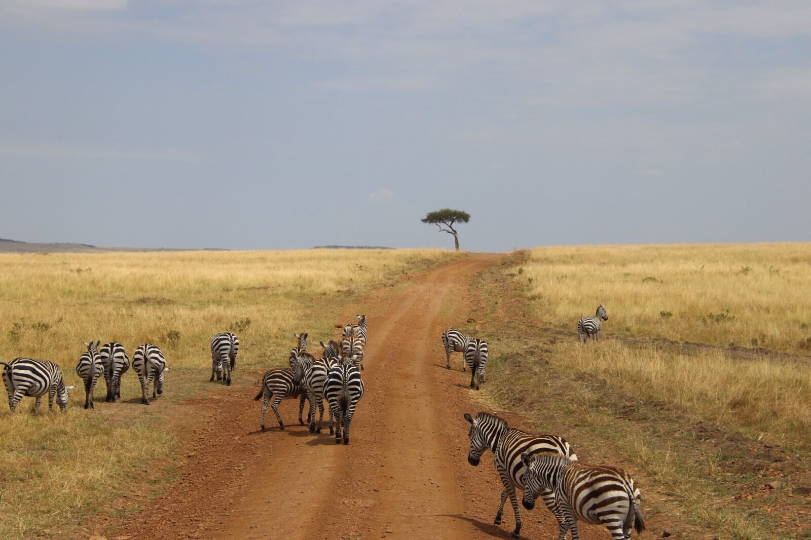 Musings of a Bedouin Mind